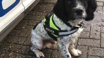 police dog credit Devon and Cornwall Police