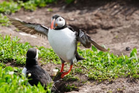 Farne Islands puffin numbers fall by almost a quarter in latest National  Trust survey | ITV News Tyne Tees