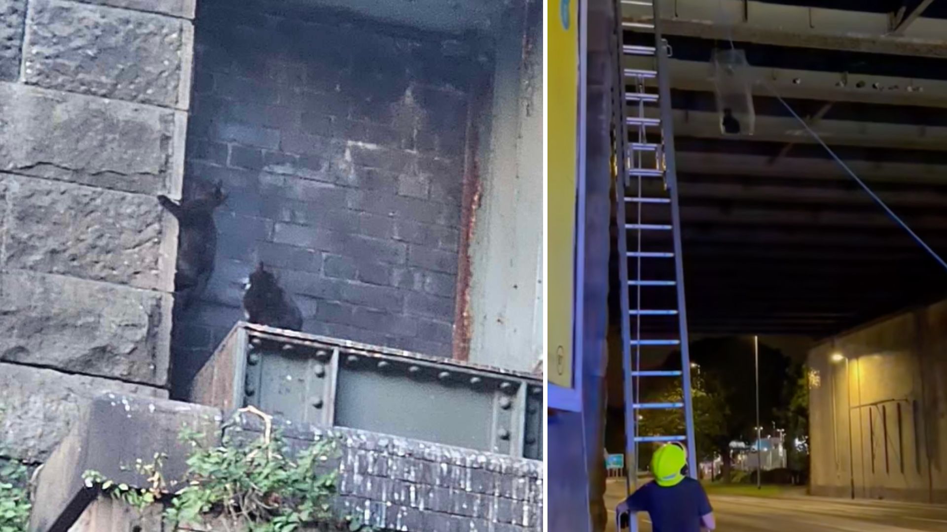 Firefighters and volunteers rescue kittens from bridge in Leeds