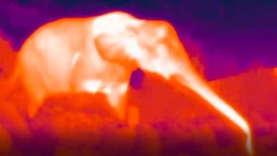 A thermal image of an elephant
