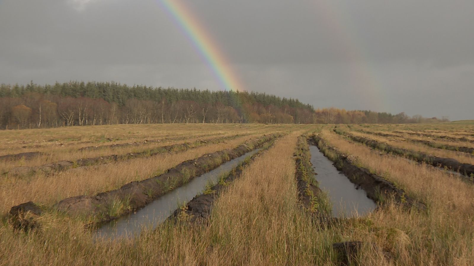 Bog Rows Forestry Commission admits mistakes in peat bog row | ITV News Border