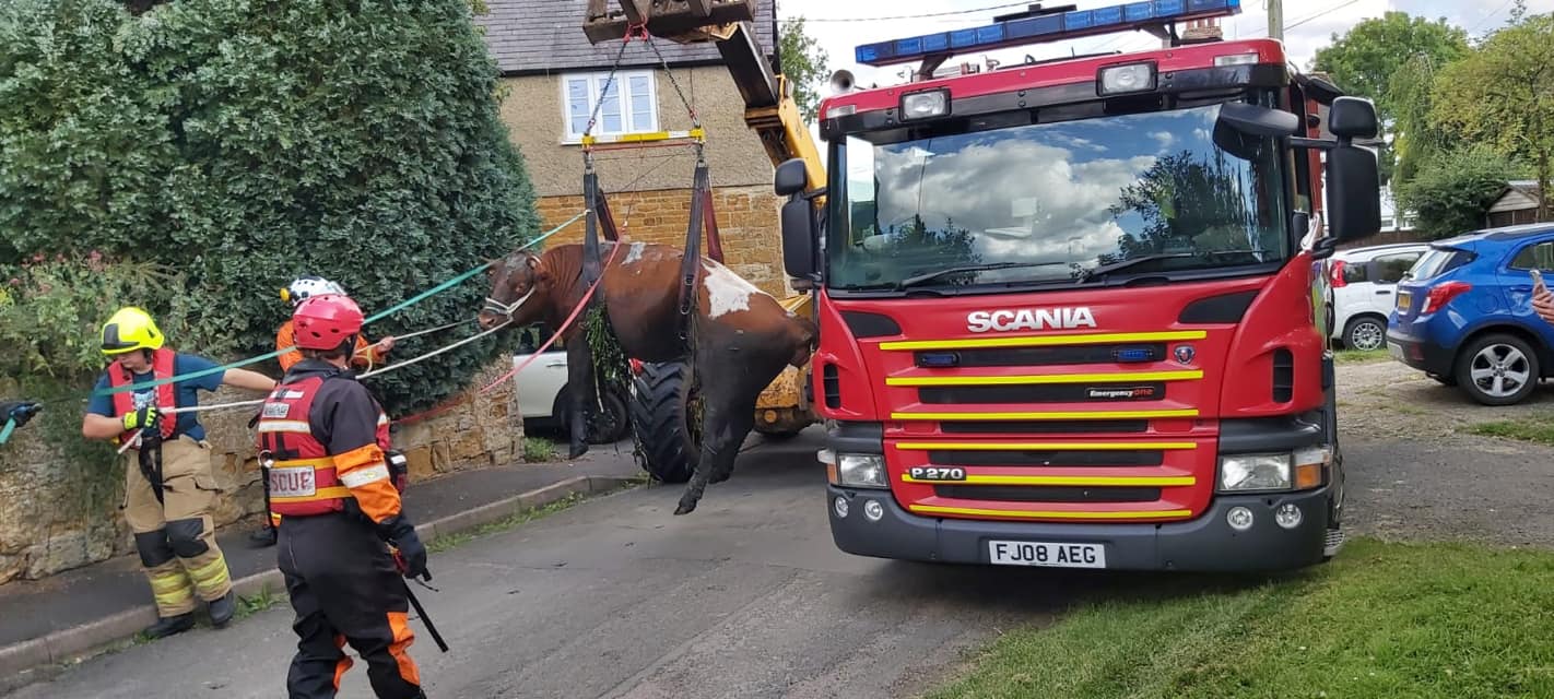 Stranded cow rescued from the mud by fire crews, vets - and a digger