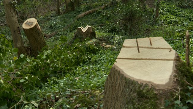 Trees felled in Becky Addy Wood