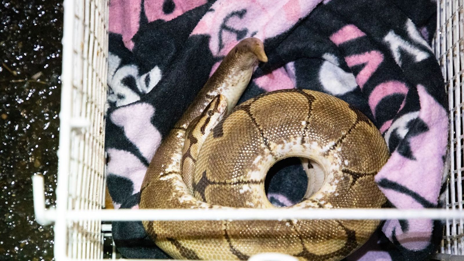 Python rescued after being found dumped in a bag in East Sussex | ITV ...