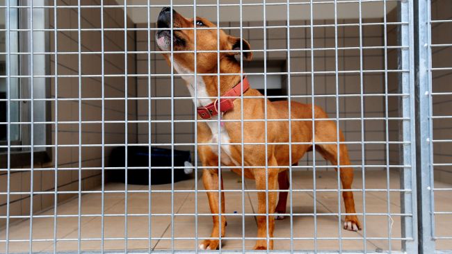 A stock image of a Staffordshire bull terrier, the same dog that saved Tracy Devonshire's life, at a rescue centre.
Credit: PA