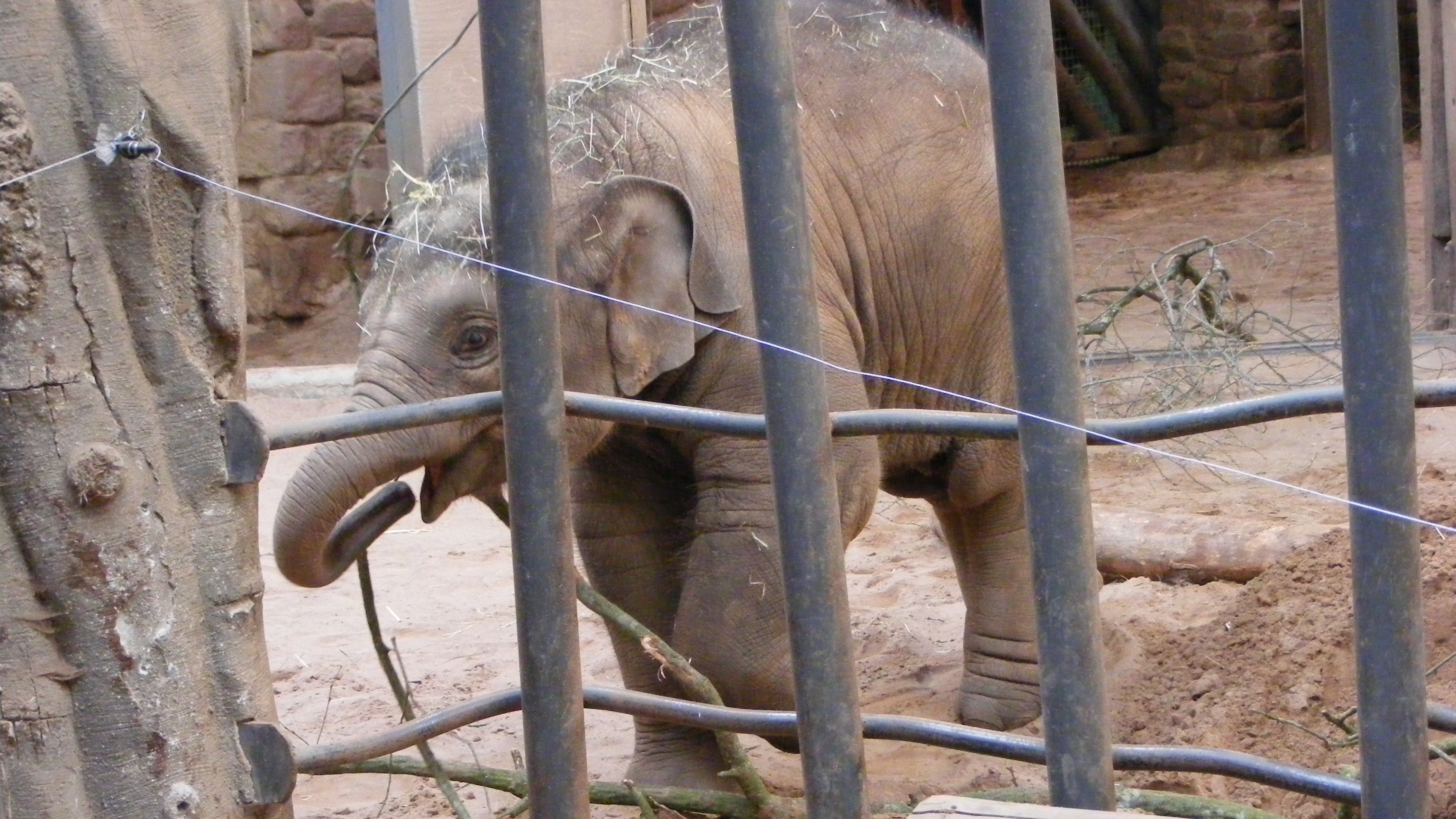 Wild Animals In Captivity - Born Free