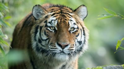 141220-Amur Tiger Valentina-Marwell Zoo