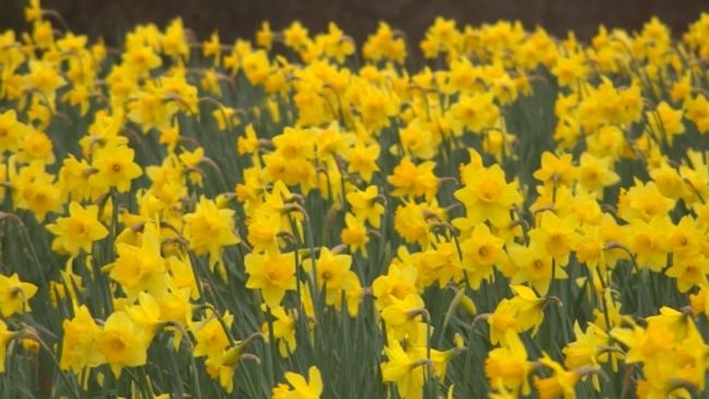 17-03-21 Sidmouth Daffodils- ITV News