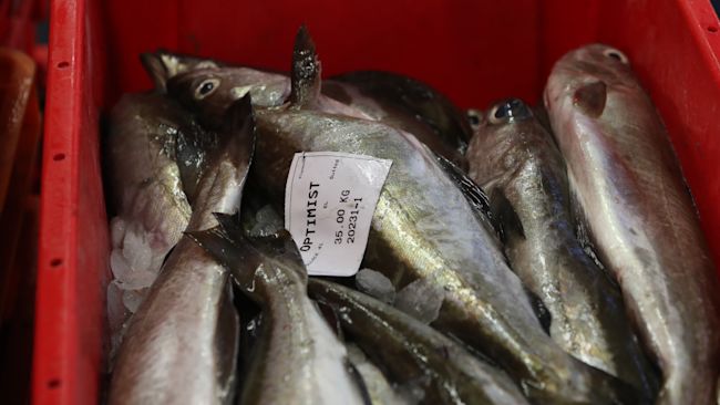 A box of freshly-caught pollock in Plymouth