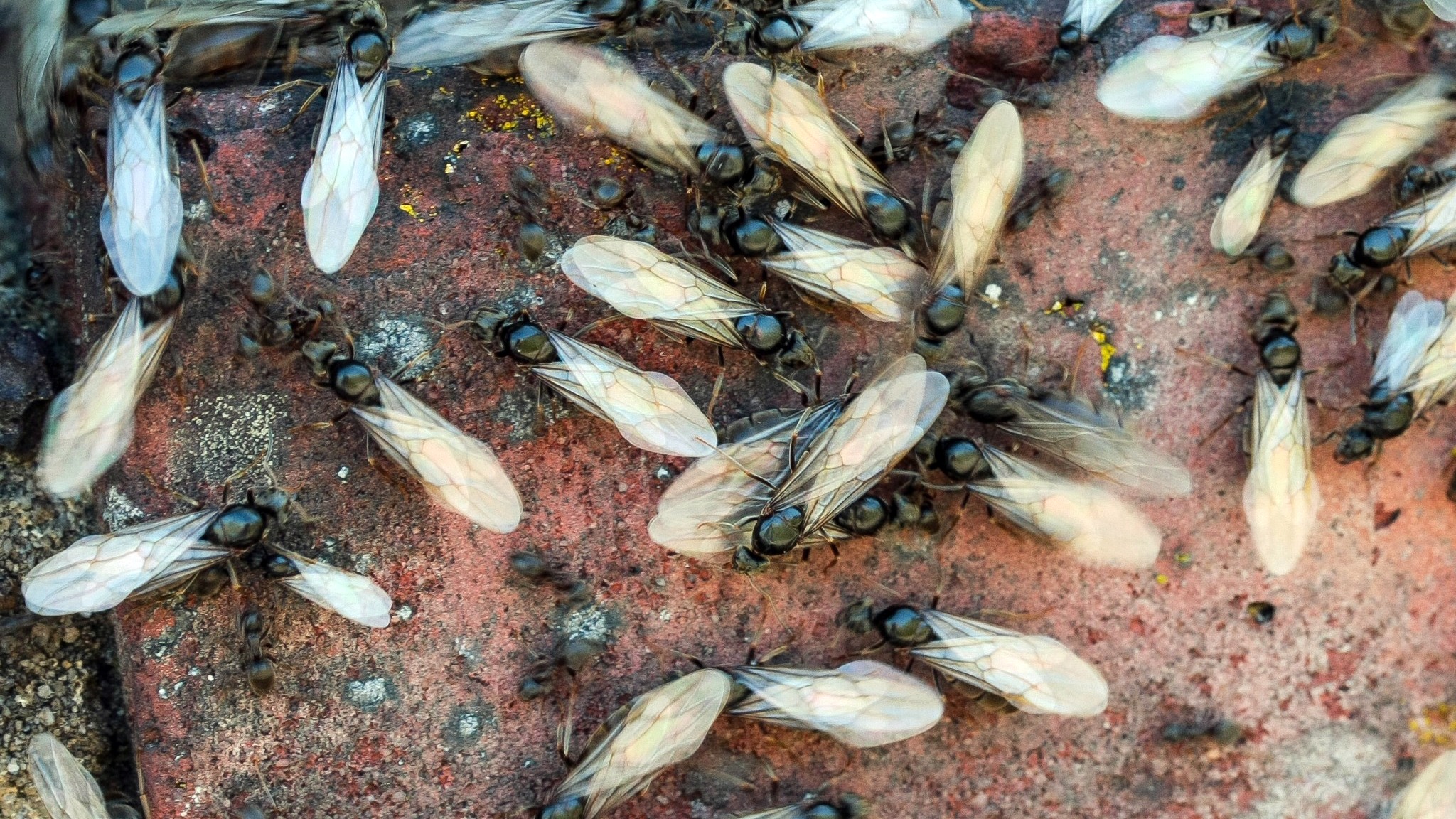 Milelong swarm of flying ants spotted near south coast and more could