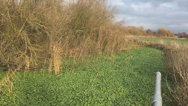 Pennywort plant, River Great Ouse