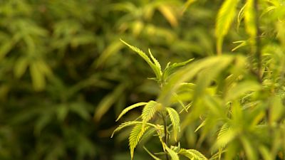 Cannabis plant