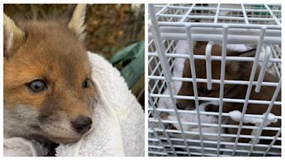Baby Fox found on public foot path