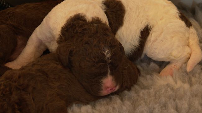 Dog breeds deals itv