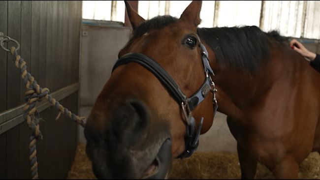 horse bels driver
