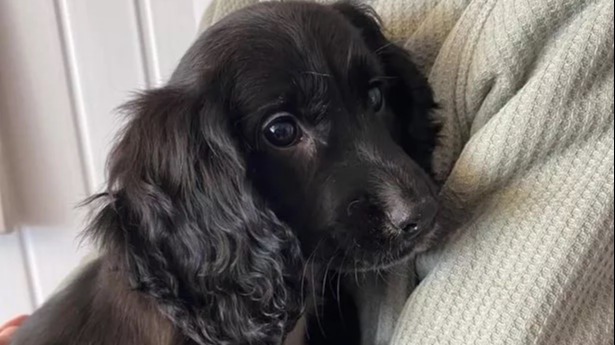 Six-legged puppy found abandoned in Pembroke Dock supermarket car park