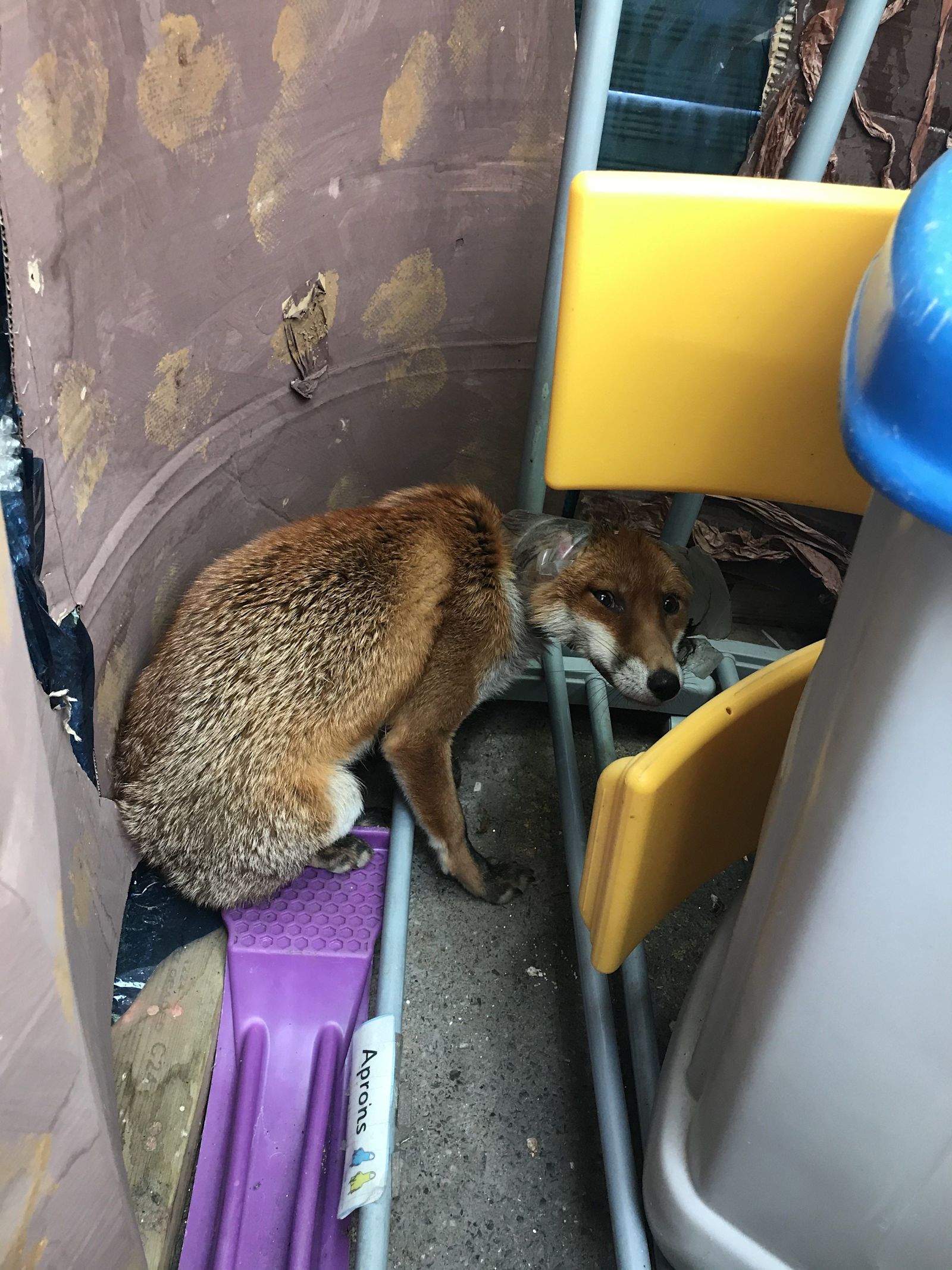 RSPCA litter plea after trapped fox rescued from a plastic bottle in ...