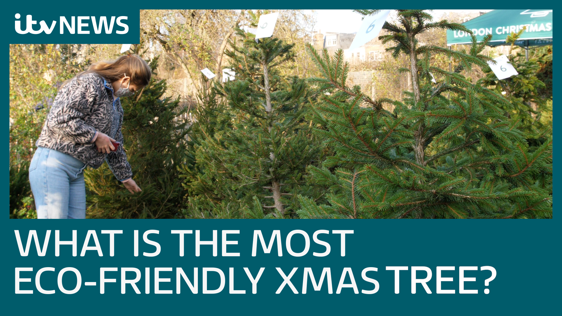What's the most ecofriendly Christmas tree? ITV News