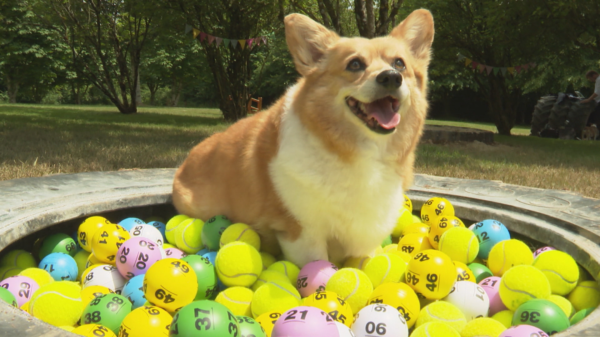 lottery-winners-help-to-build-herb-garden-and-gym-for-dogs-who-ve-lost