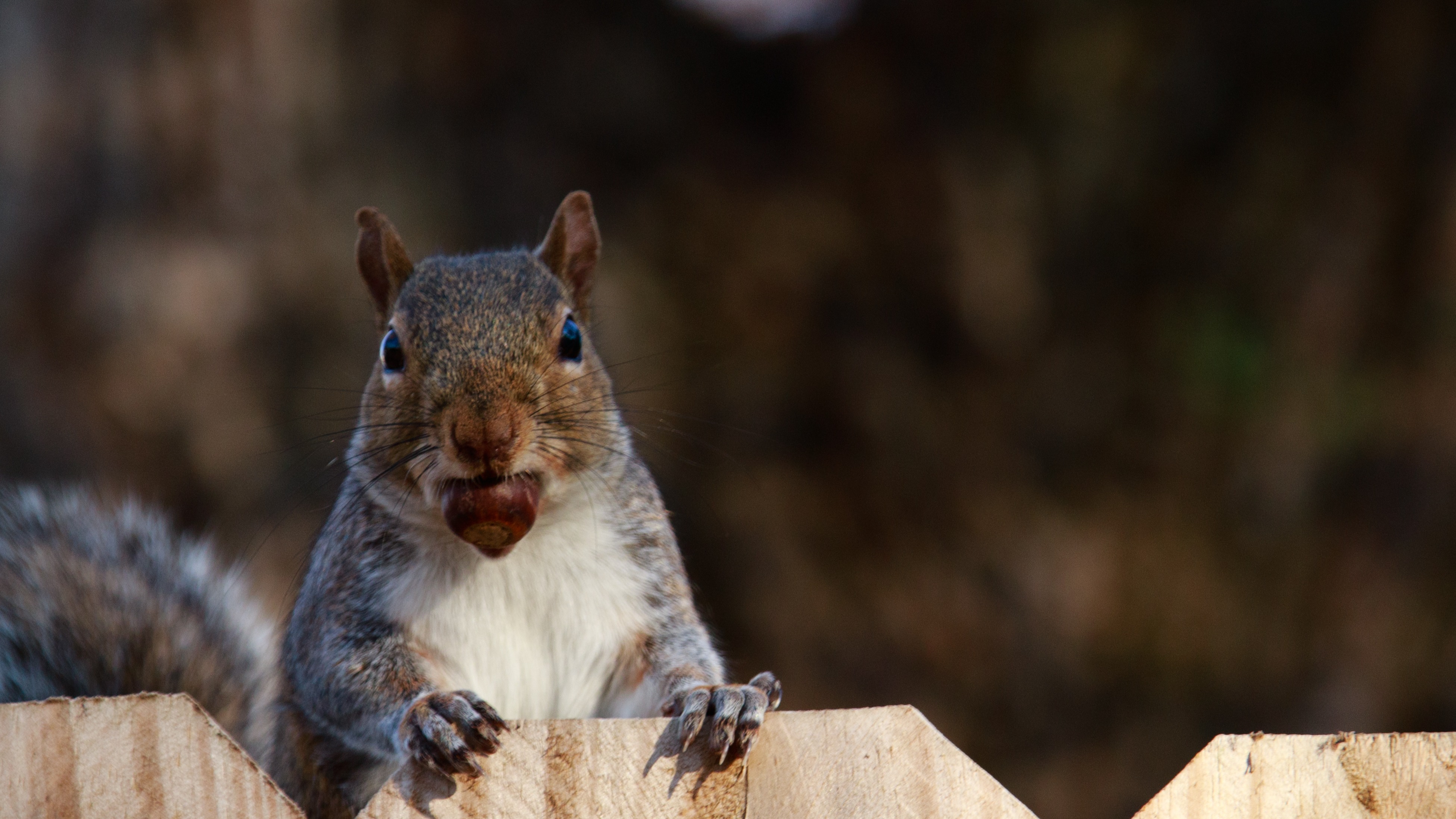 Noticed an abundance of acorns this autumn? It could be down to a 'mast year'