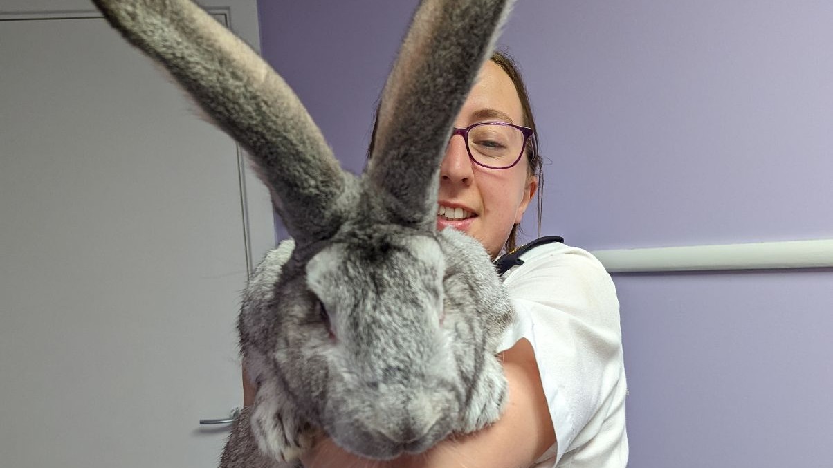 Flemish giant rabbit with hot sale dog