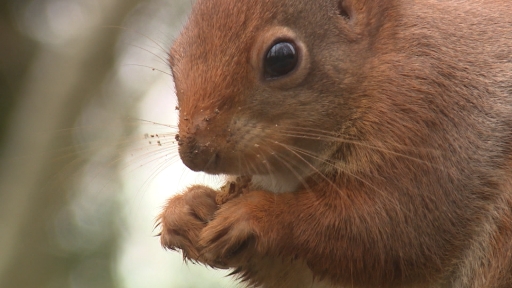 Devon wildlife charity suggests culling grey squirrels to reintroduce