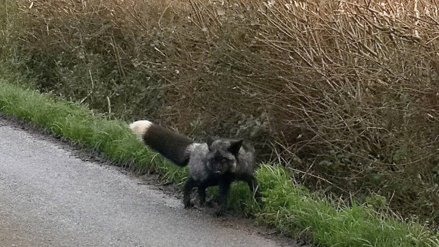 Rare black fox captured as experts warn second fox could still be on the  loose in Barry