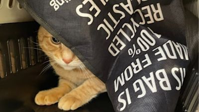 Rspca cat deals carrier