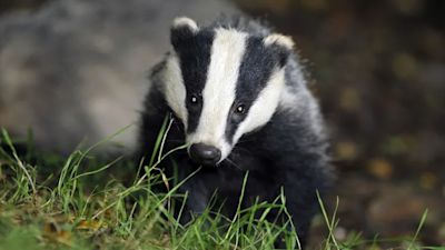 70,000 badgers could be killed in England this year.