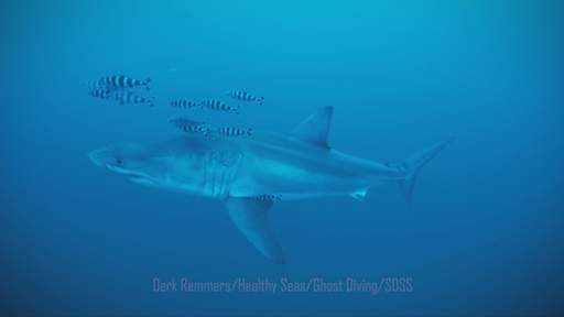 First underwater footage of adult great white shark recorded in Mediterranean
