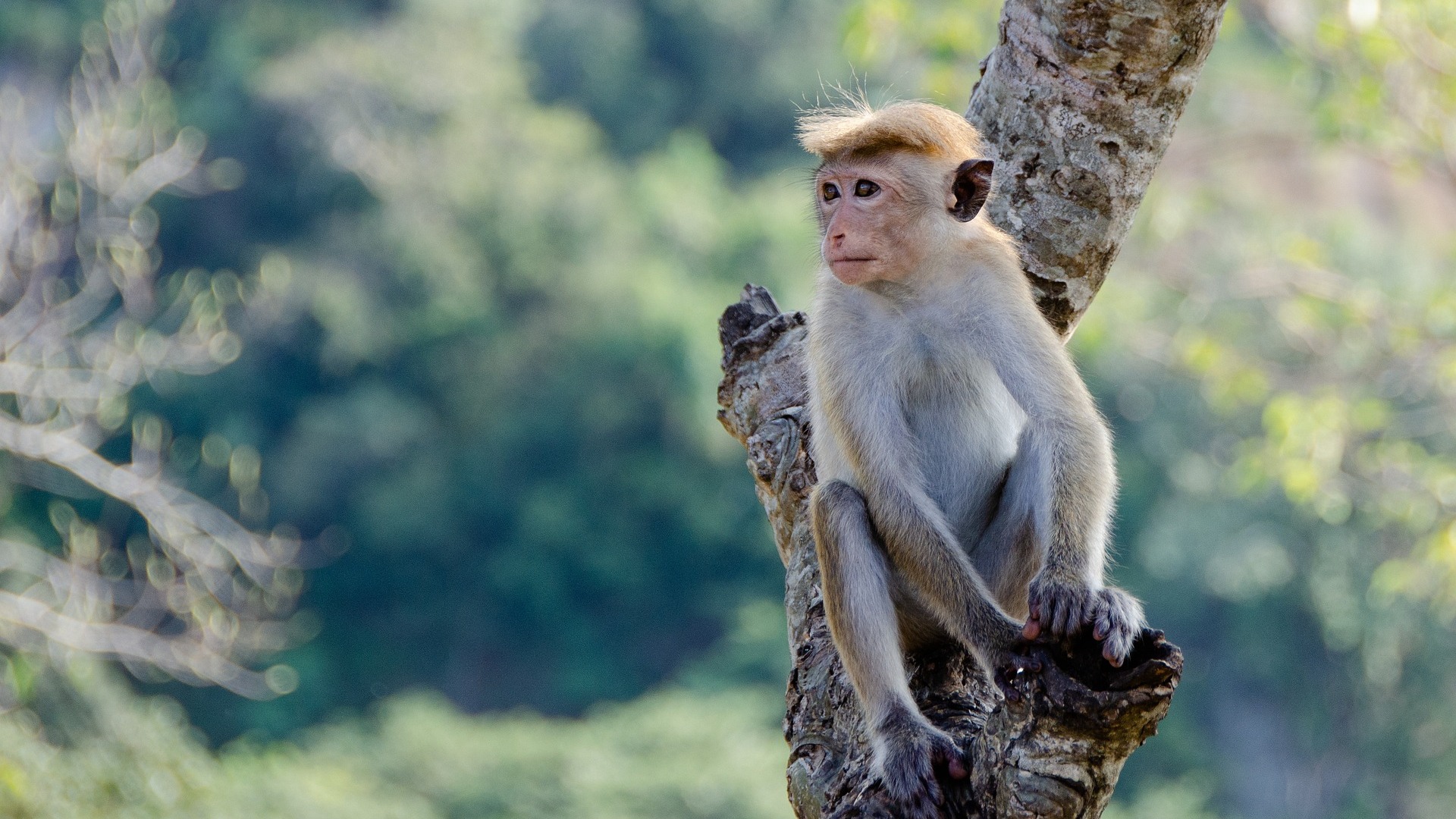 Sri Lanka considers selling 100,000 endangered monkeys to China, reports say | ITV News