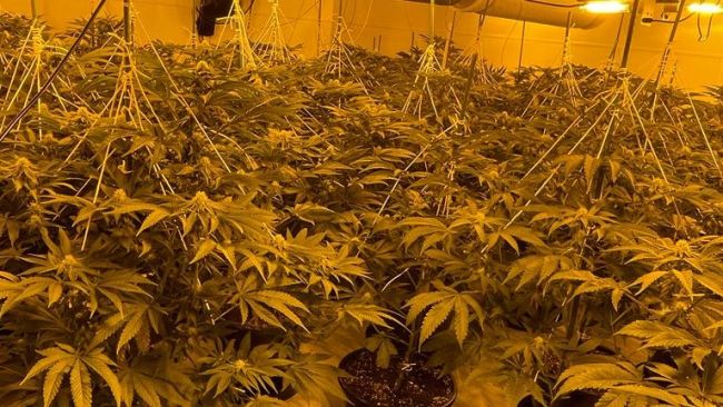 A cannabis farm was found in Penrith containing around 500 plants. Picture: Eden Police.