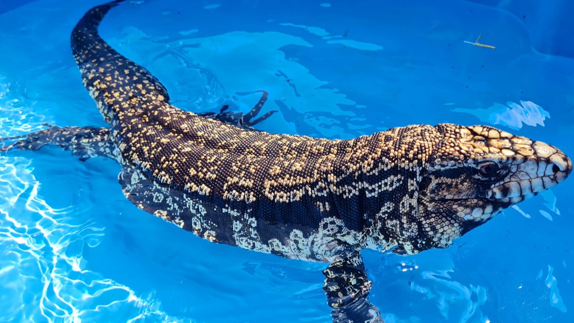 'Massive wave of emotions' - Echo the lizard's owner reacts as search ...