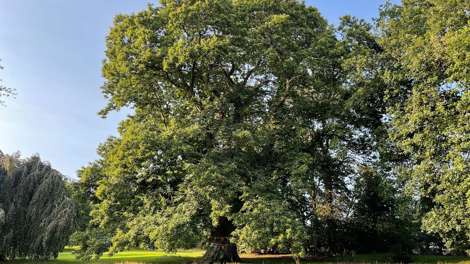 Wrexham: Ancient tree 'loved by locals' set to represent UK in European ...