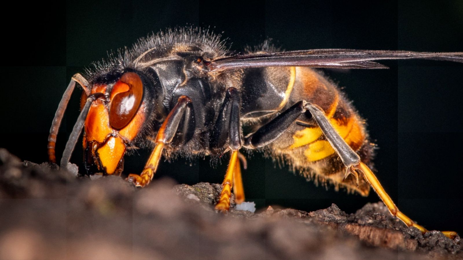 Can AI save honey bees from Asian hornets? Biology Diagrams