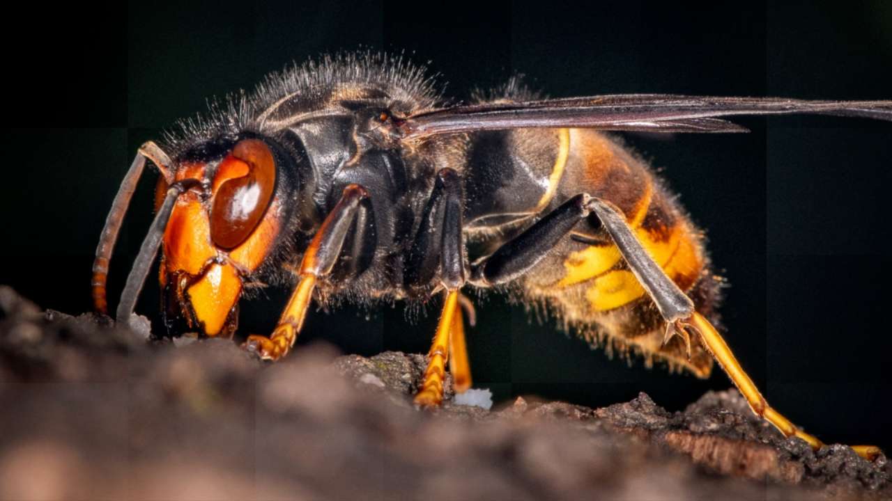 Public told to report invasive Asian Hornet sightings amid surge warning