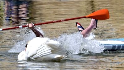 04-05-21 Paddl boarder falls into a river after Swan encounter- Alan Benson