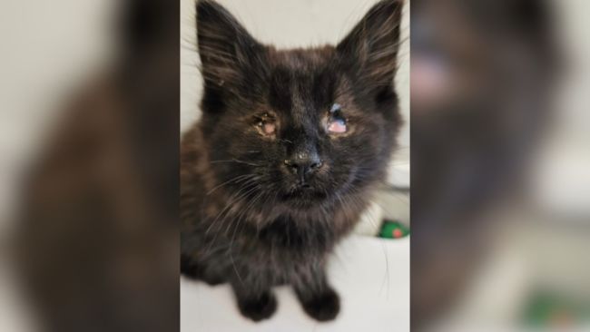 One of the kittens found in Bradford, which has been blinded. 