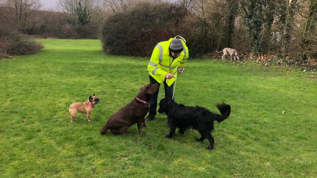 Man in hi-vis with four dogs.