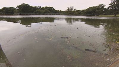 180821-southampton common algae