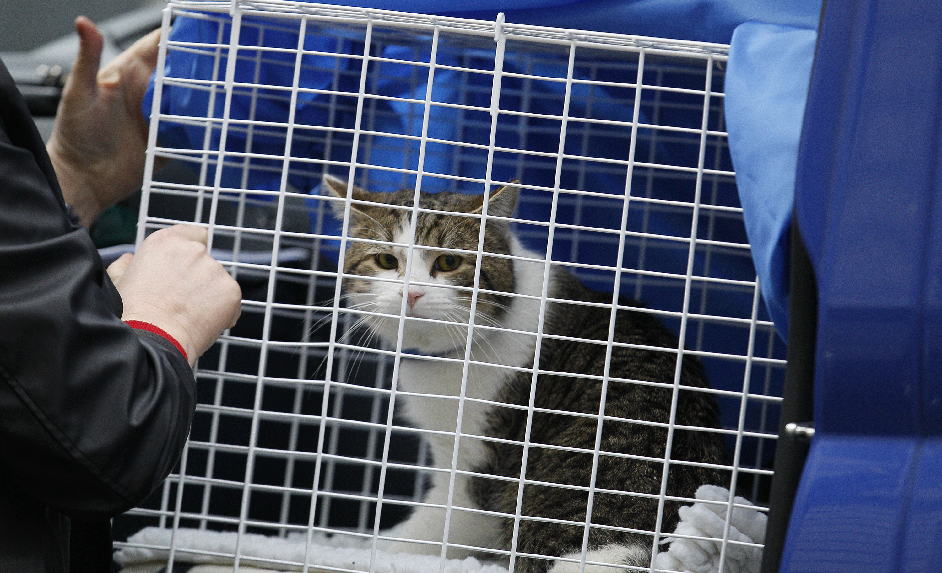 Larry the Downing Street cat's 10 years at No.10 in pictures | ITV News
