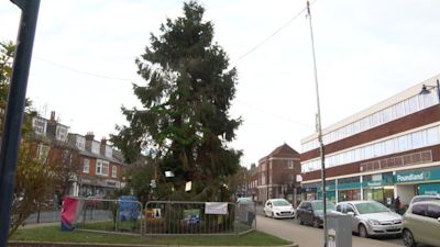 The tree in Felixstowe.