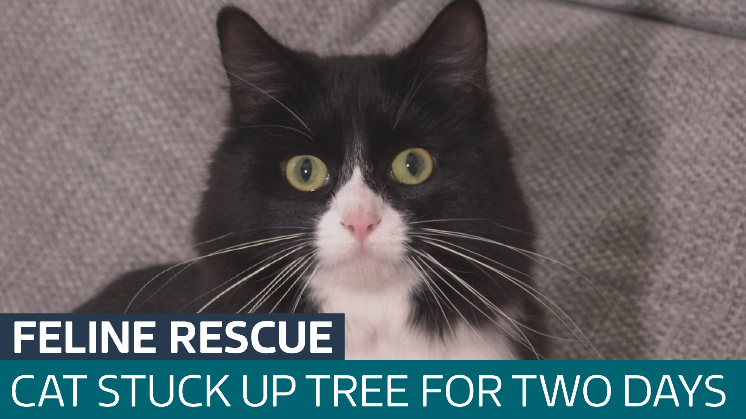 Cat called Princess rescued from top of 60ft tree after two days stuck ...