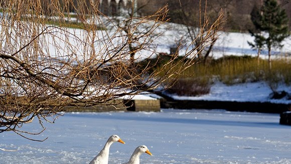 Avian Flu Cases Confirmed As Birds Found Dead At Alexandra Park In ...