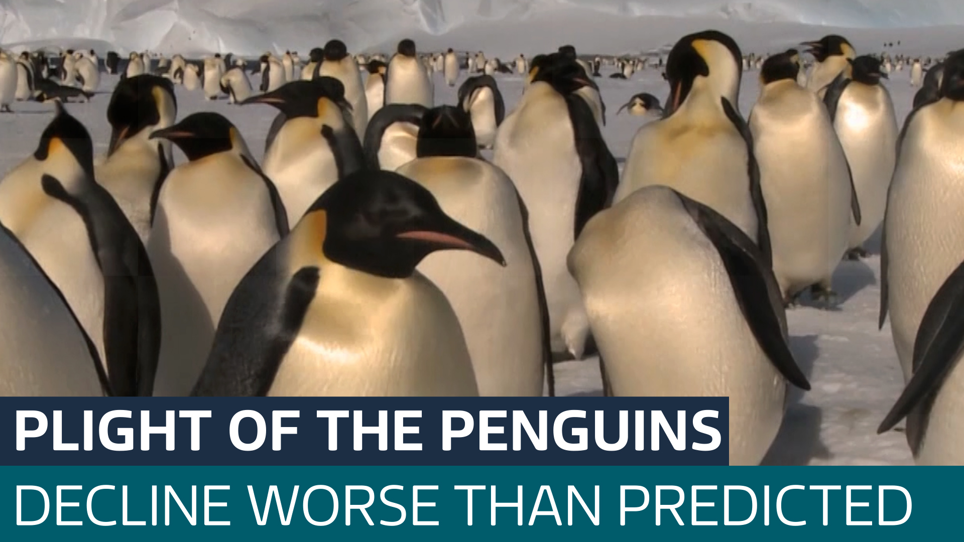 Emperor penguins face extinction by end of century as decline 'worse ...