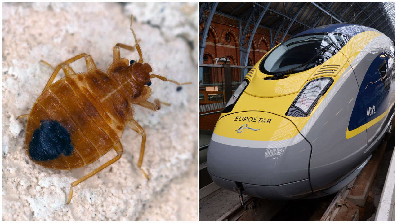 Bedbugs in Paris: Eurostar step up cleaning routine to stop infestation