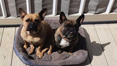 WS110921 FRENCH BULLDOGS HERO