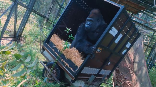 A teenage gorilla has been flown out to Africa from Kent to try to save his species from extinction.