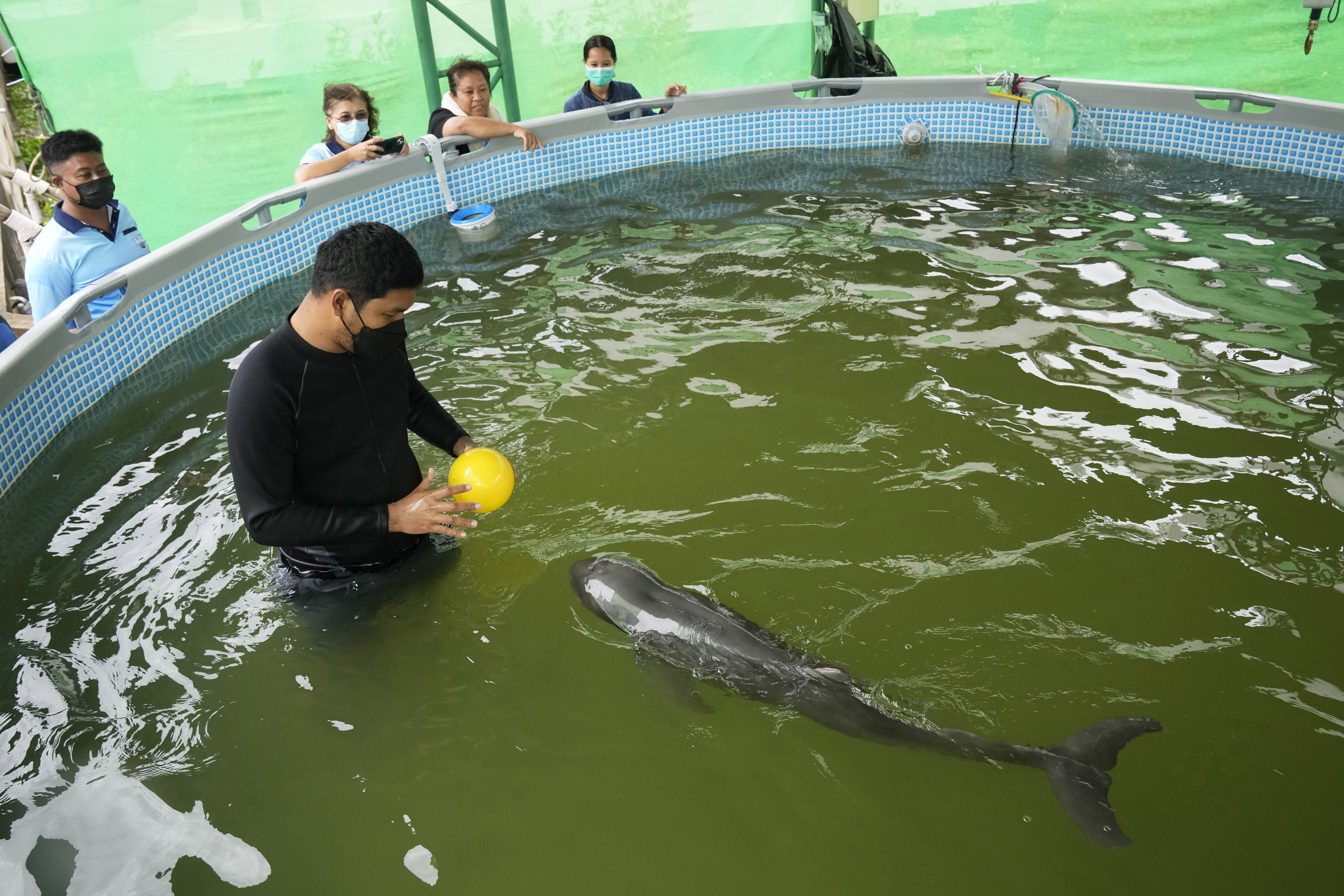 Vet Thanaphan Chomchuen and Paradon play with a ball as the baby dolphin is nursed back to health.