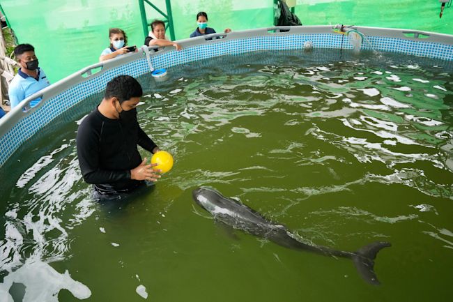 Vet Thanaphan Chomchuen and Paradon play with a ball as the baby dolphin is nursed back to health.